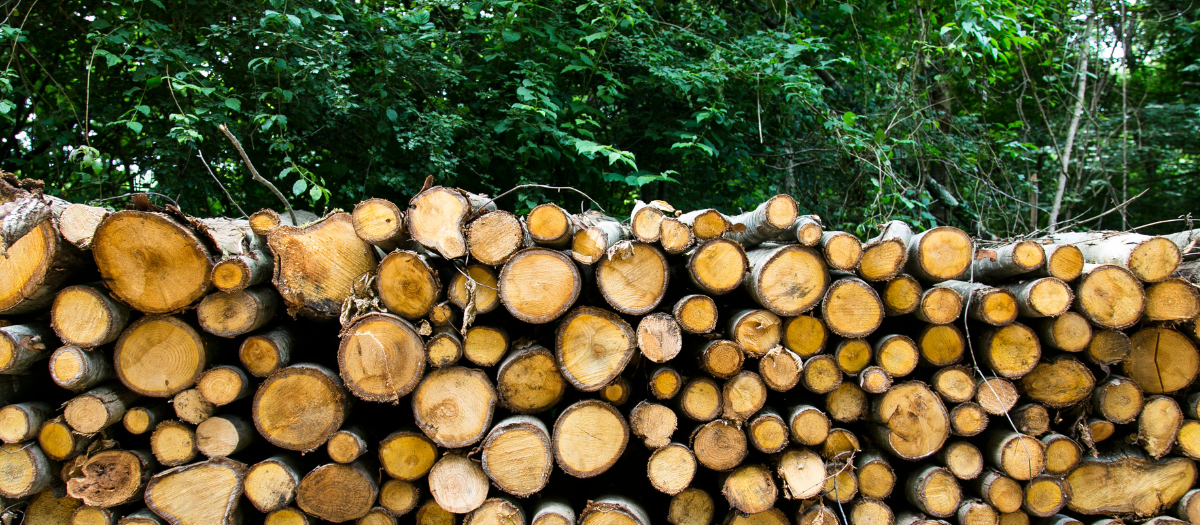 Stacks of logs in the forest